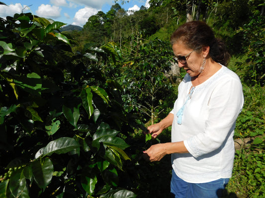 Farm Highlight |  Sante Fe Farm, Colombia